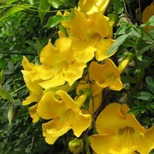 cat's claw