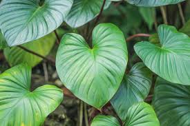 homalomena