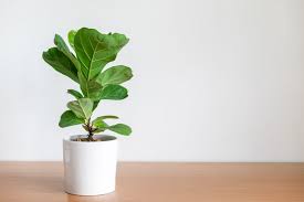fiddle leaf fig