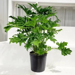 sellum plant