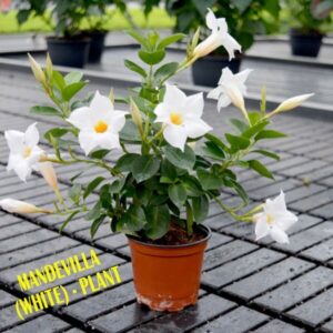 Mandavilla